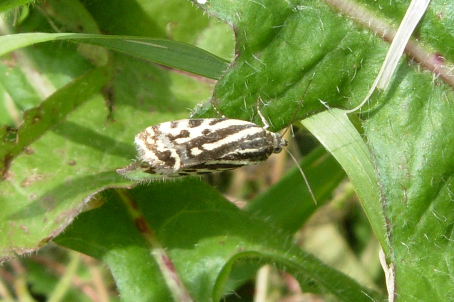 Emmelia trabealis